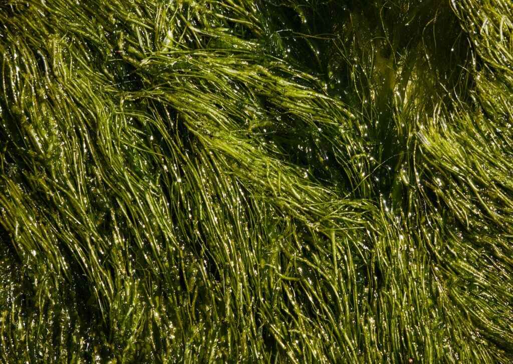 Las alternativas vegetales algua