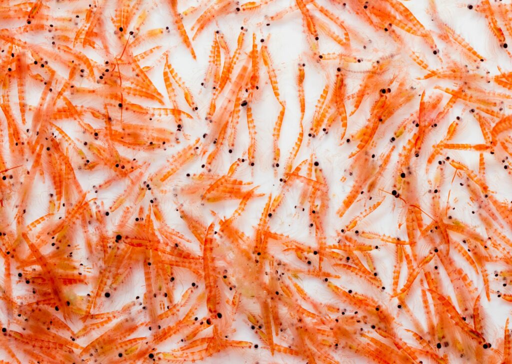 Sustitución de la harina de pescado 