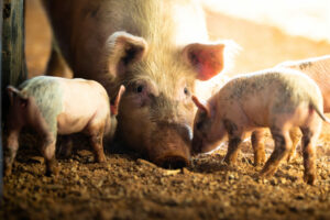 A female pig with her piglets