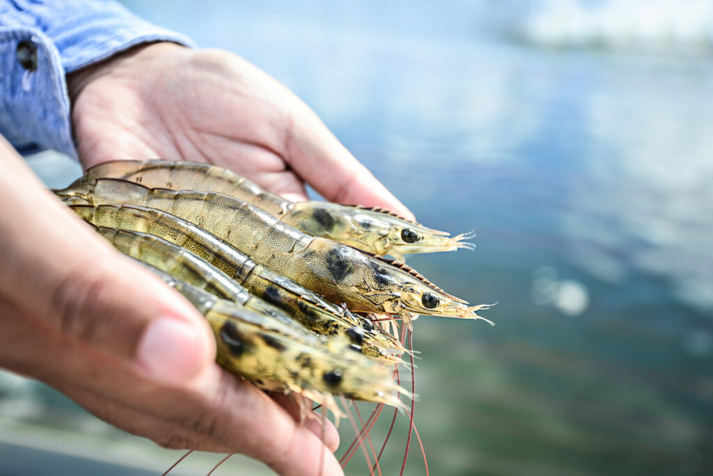 shrimp imports
