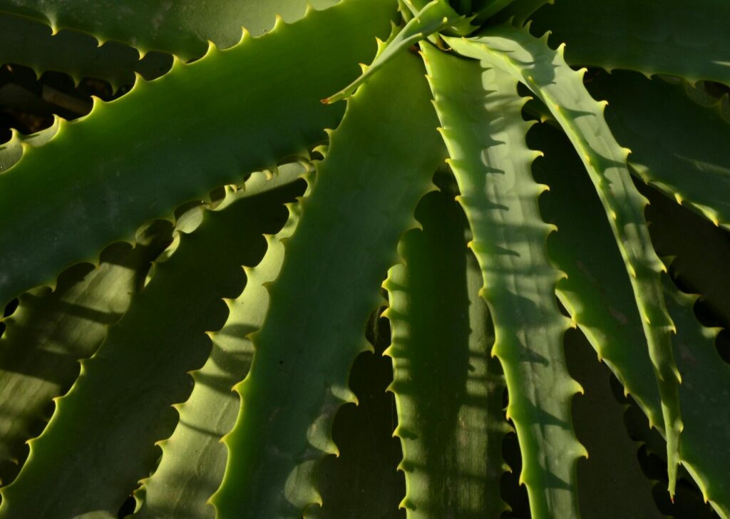 Aloe vera Inmunomodulador acuicultura