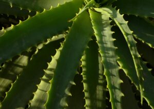 Les plantes en aquaculture