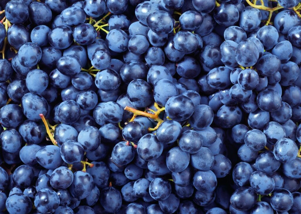 Extractos de uva antioxidantes acuicultura