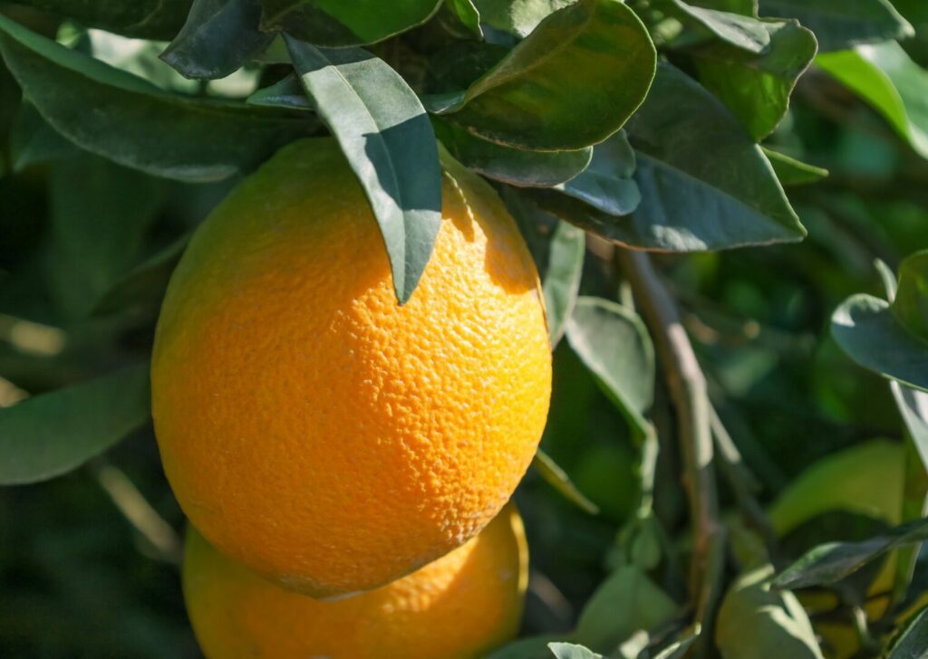 frutas cítricas antiestrés acuicultura