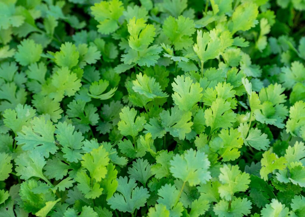 Cilantro Mejora la digestión y la eficiencia alimentaria en la acuicultura.