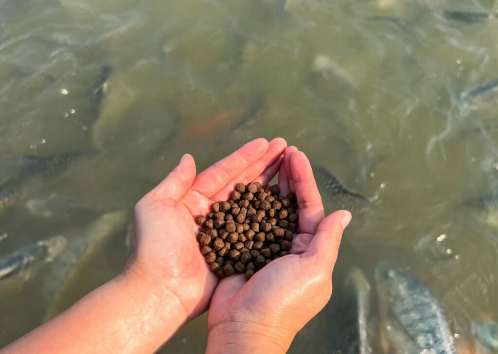 En el alimento para plantas acuícolas