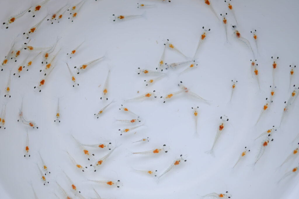 stress nursery shrimp