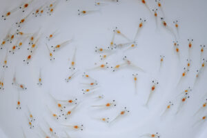 stress nurserie crevette