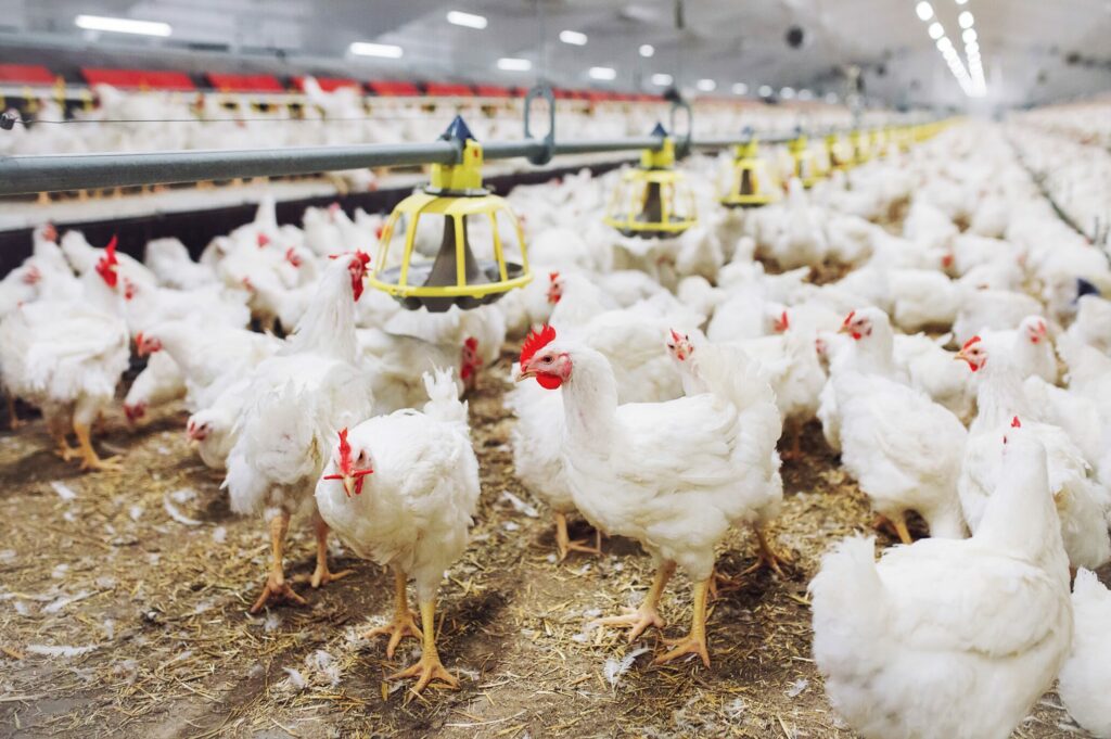 folck uniformity in poultry