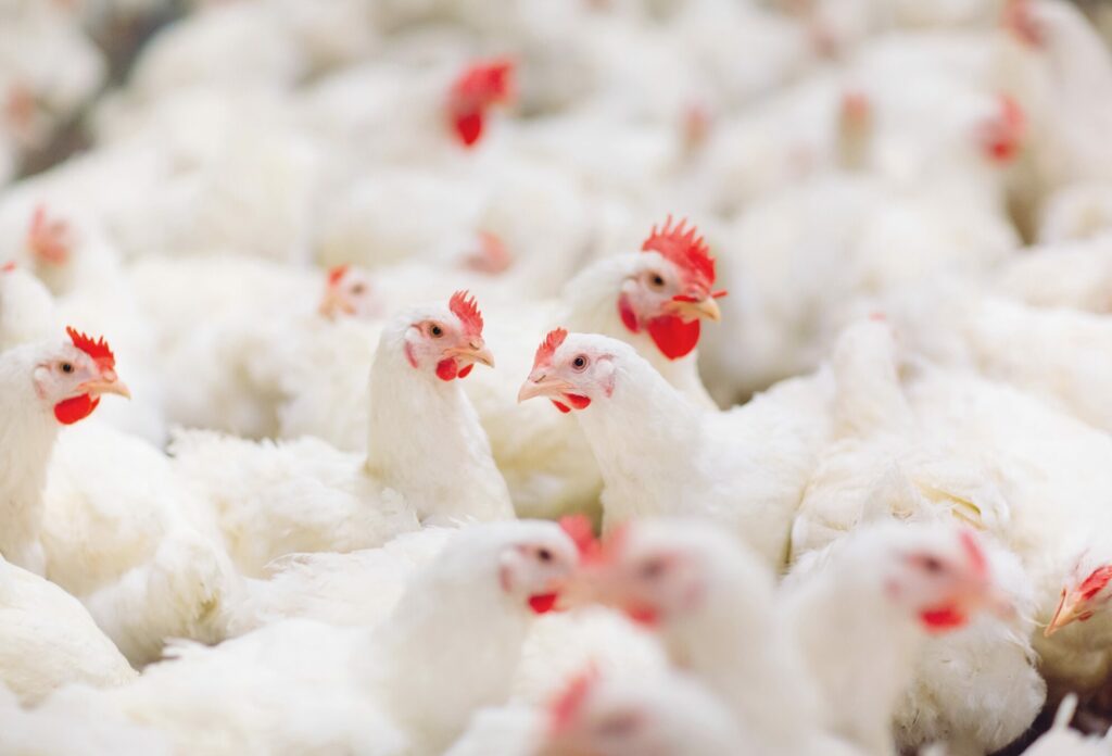 uniformity poultry